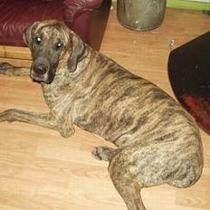 Grand danois CLEO II