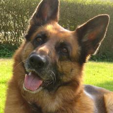 Schæferhund  Akita Nabonas  en hund f