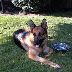 Schæferhund  Akita Nabonas  en hund f