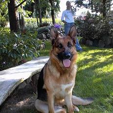 Schæferhund  Akita Nabonas  en hund f