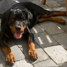 Rottweiler Basse (aflivet 18/1-07)