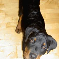 Rottweiler Basse (aflivet 18/1-07)