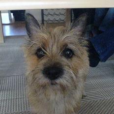 Cairn terrier kiki