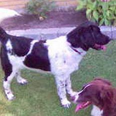 Blanding af racer Geo