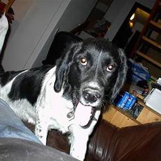 Blanding af racer Geo