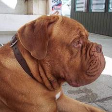 Dogue de bordeaux Balou R.I.P