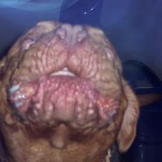 Dogue de bordeaux Balou R.I.P