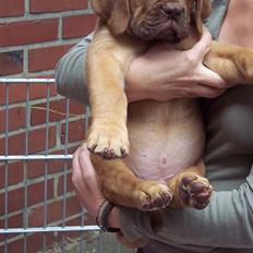 Dogue de bordeaux Fiona R.I.P