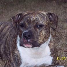 Amerikansk staffordshire terrier Bente