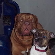 Amerikansk staffordshire terrier Bente