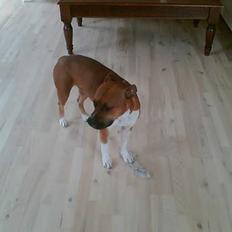 Blanding af racer stella