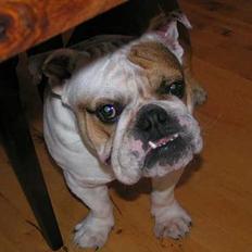 Engelsk bulldog Aksel