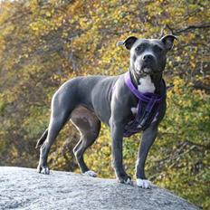 Amerikansk staffordshire terrier zika