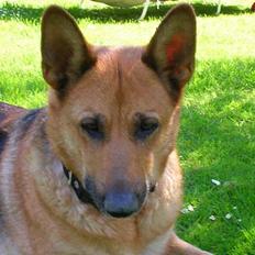 Schæferhund Daisy - død