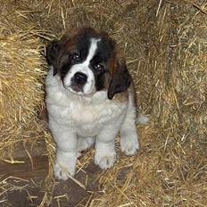 Sankt bernhardshund Sille RIP