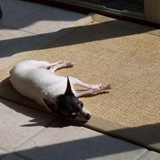 Amerikansk toy terrier Charlie  