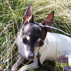 Amerikansk toy terrier Charlie  