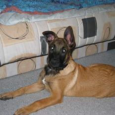 Malinois Søholms Cody * DØD *