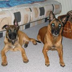 Malinois Søholms Cody * DØD *