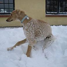 Saluki Qhandahar