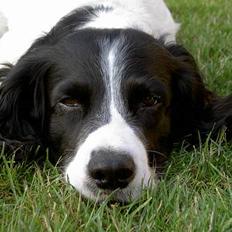 Field Trial spaniel Max