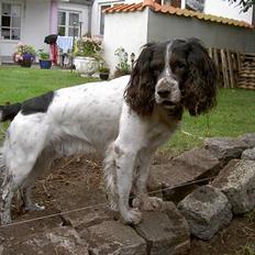 Field Trial spaniel Max