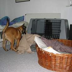 Malinois Søholms Cody * DØD *