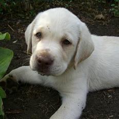 Labrador retriever Gustav