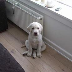 Labrador retriever Gustav