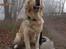 Golden retriever Balto