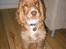 Cocker spaniel Nala