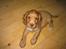 Cocker spaniel Nala