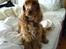 Cocker spaniel Nala