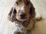 Cocker spaniel Nala