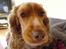 Cocker spaniel Nala