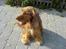 Cocker spaniel Nala