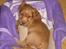 Cocker spaniel Nala