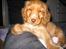 Cocker spaniel Nala