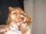 Cocker spaniel Nala