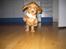 Cocker spaniel Nala