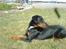 Blanding af racer Oskar (Dobbermann/Rotw... - Elsker livet :)