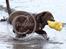 Labrador retriever Brown Hunts Bertha R.I.P.