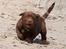 Labrador retriever Brown Hunts Bertha R.I.P.