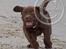 Labrador retriever Brown Hunts Bertha R.I.P.