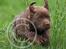 Labrador retriever Brown Hunts Bertha R.I.P.