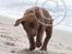 Labrador retriever Brown Hunts Bertha R.I.P.