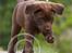 Labrador retriever Brown Hunts Bertha R.I.P.