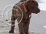 Labrador retriever Brown Hunts Bertha R.I.P.