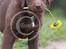 Labrador retriever Brown Hunts Bertha R.I.P.