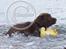Labrador retriever Brown Hunts Bertha R.I.P.
